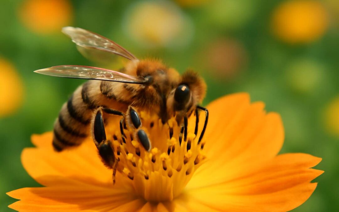 Bee Verification Agency CC: Your Trusted Partner for Reliable Certification Solutions