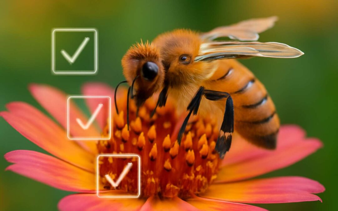 Moloto Bee Verification cc: Key Steps to Ensure Authenticity and Trustworthiness